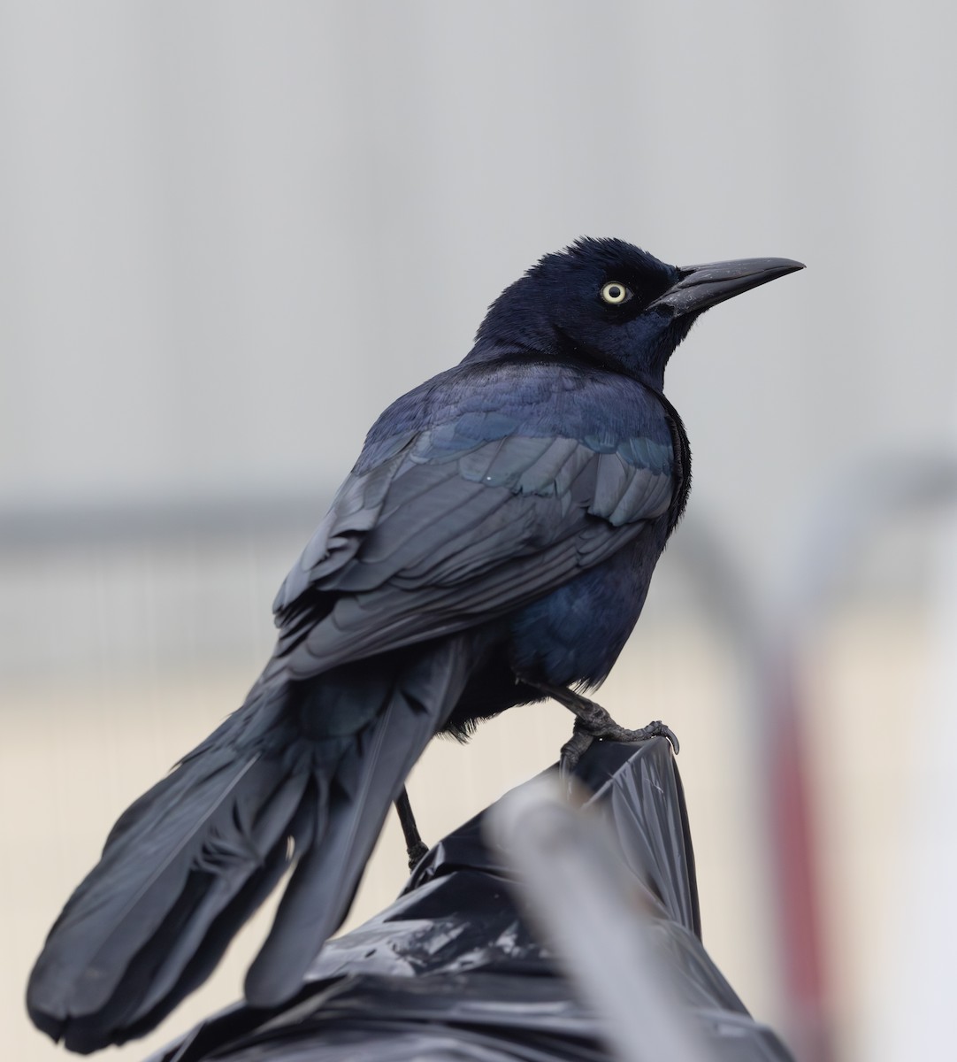 Гракл прибережний (підвид torreyi/alabamensis) - ML645649305