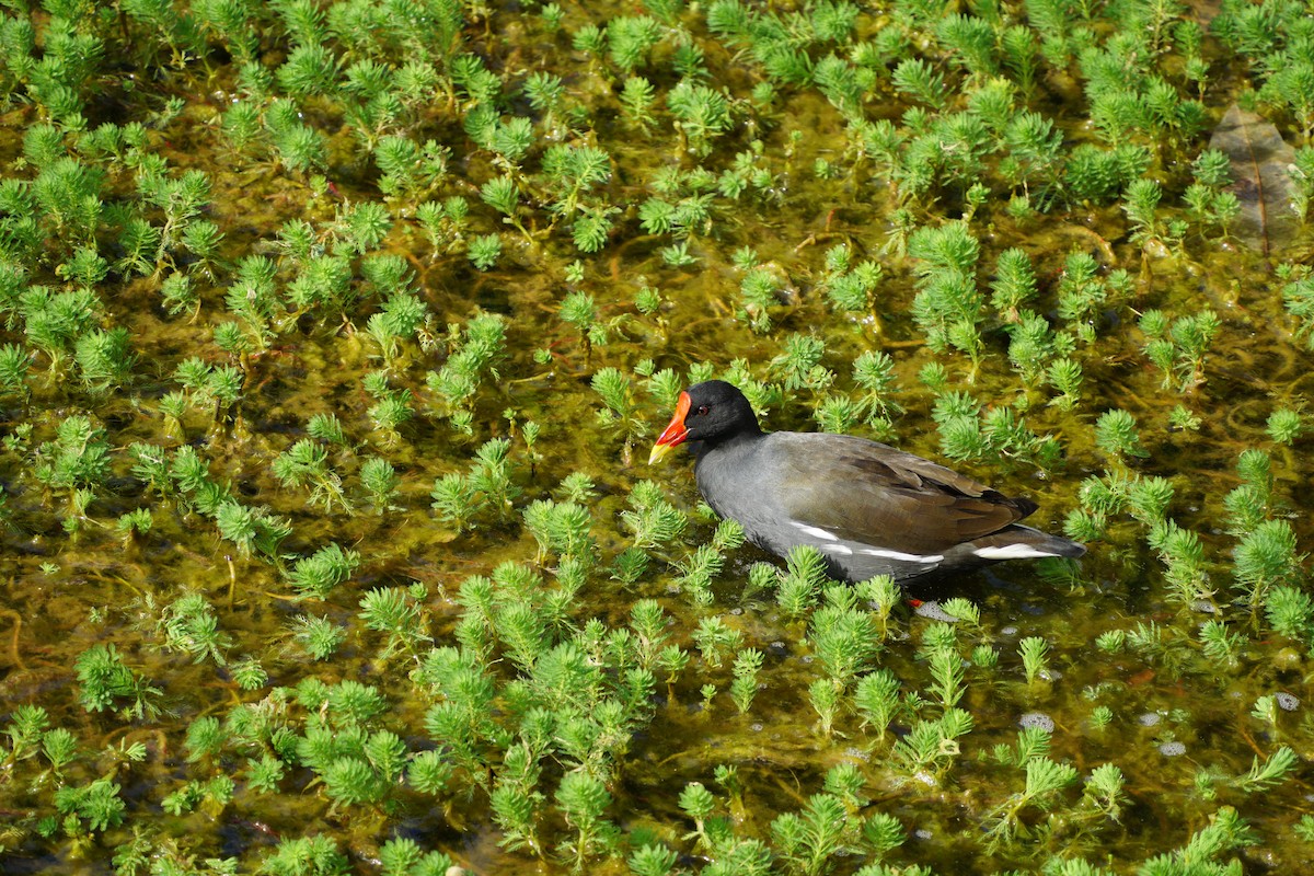 Eurasian Moorhen - ML645649307