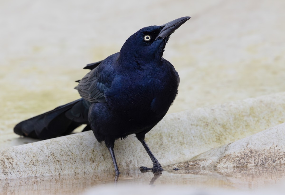 Гракл прибережний (підвид torreyi/alabamensis) - ML645649312