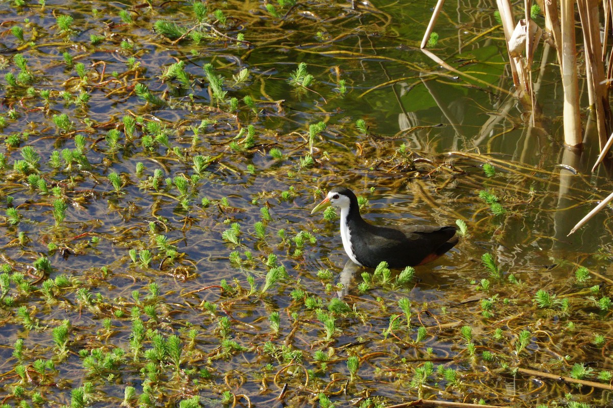 White-breasted Waterhen - ML645649315