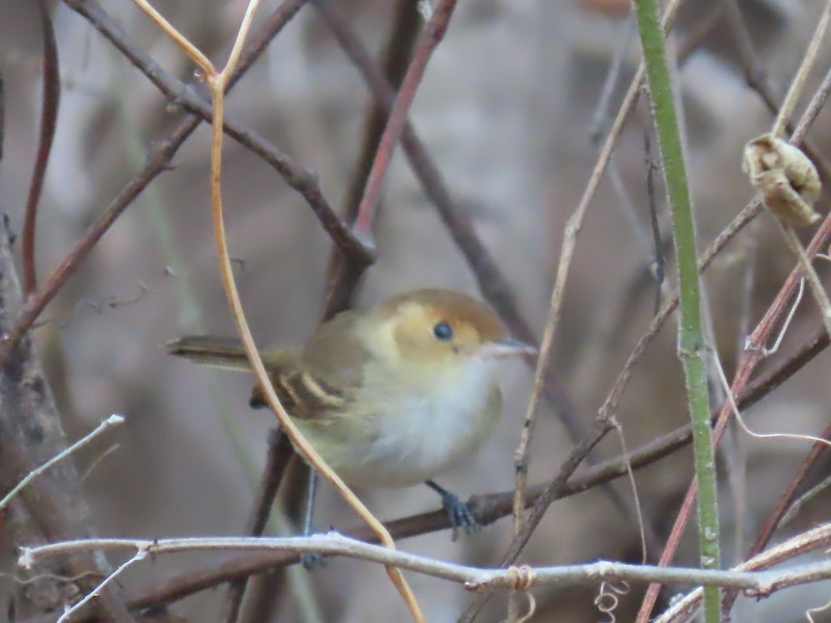 Fulvous-faced Scrub-Tyrant - ML645649316