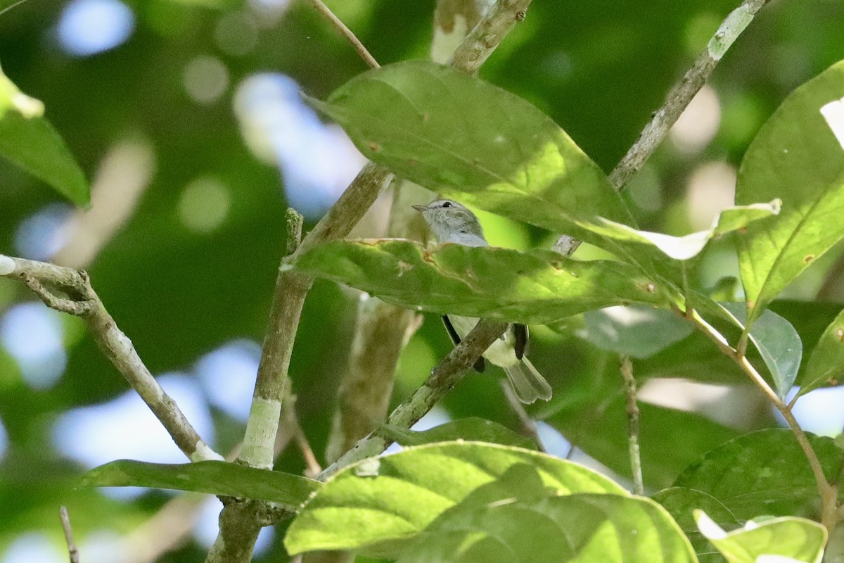 Mistletoe Tyrannulet - ML645649317