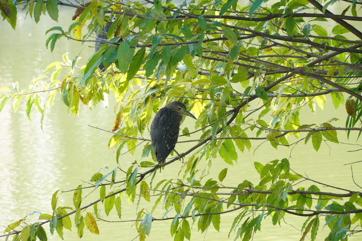Black-crowned Night Heron - ML645649320
