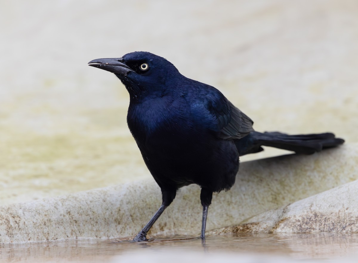 Гракл прибережний (підвид torreyi/alabamensis) - ML645649329