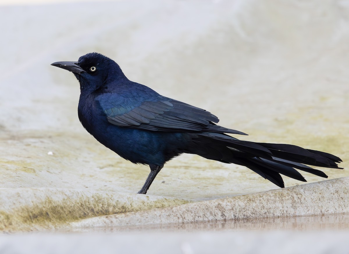 Гракл прибережний (підвид torreyi/alabamensis) - ML645649330