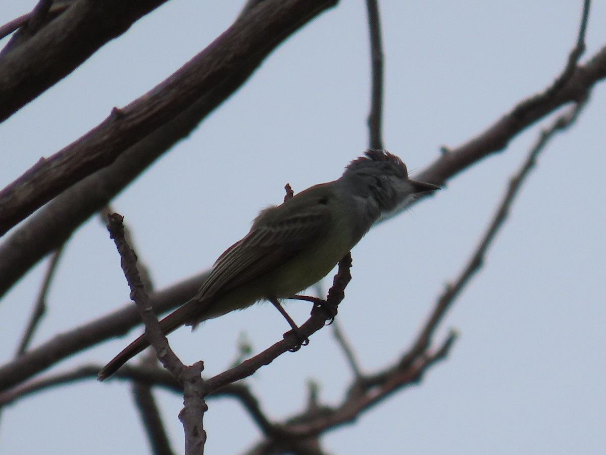 Sooty-crowned Flycatcher - ML645649333