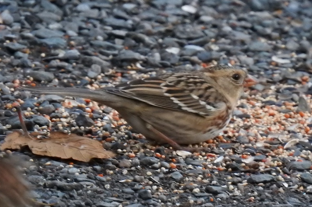 Harris's Sparrow - ML645649348