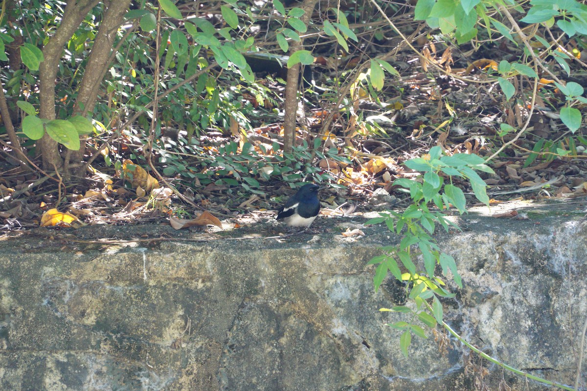 Oriental Magpie-Robin - ML645649349