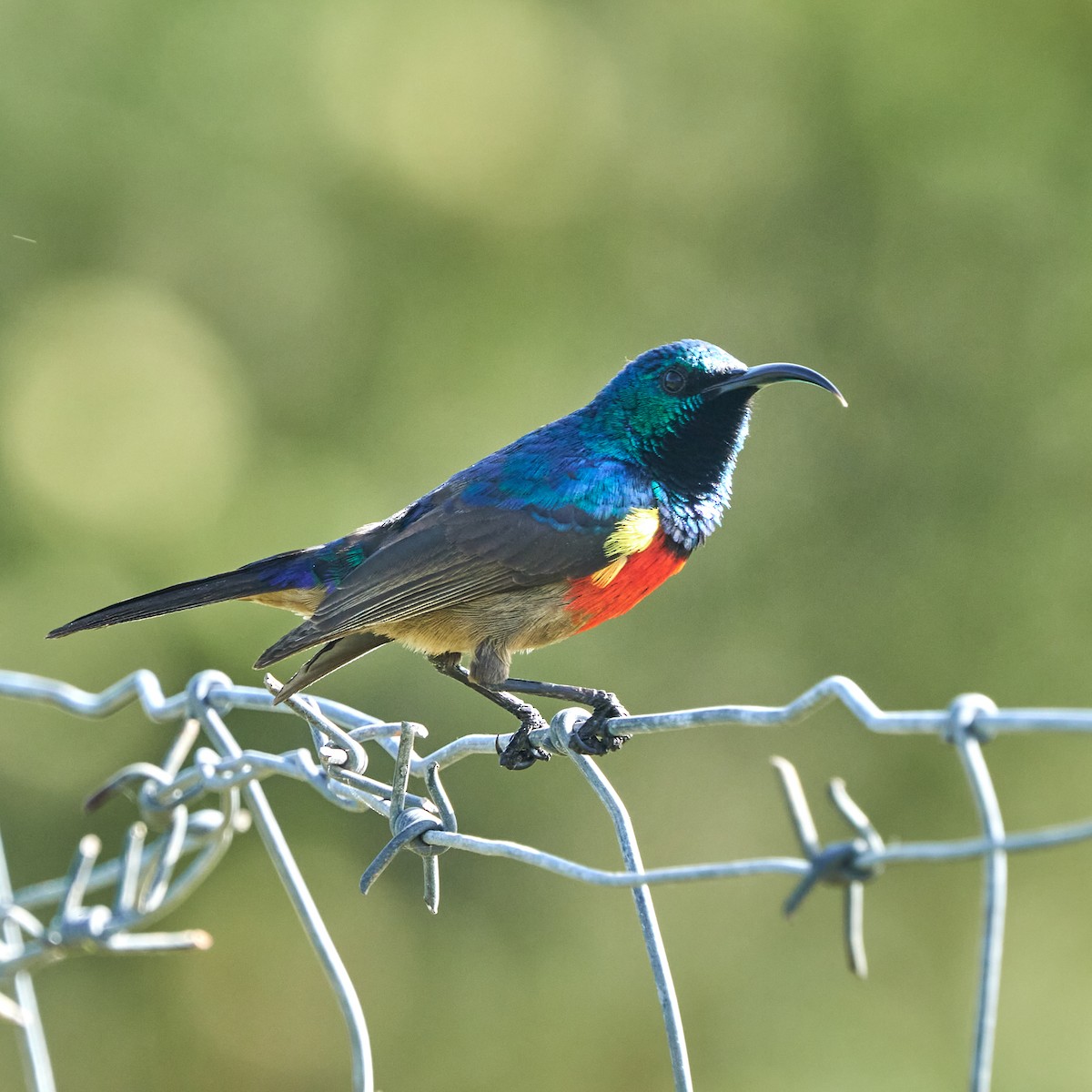 Маріка червоногруда - ML645649350