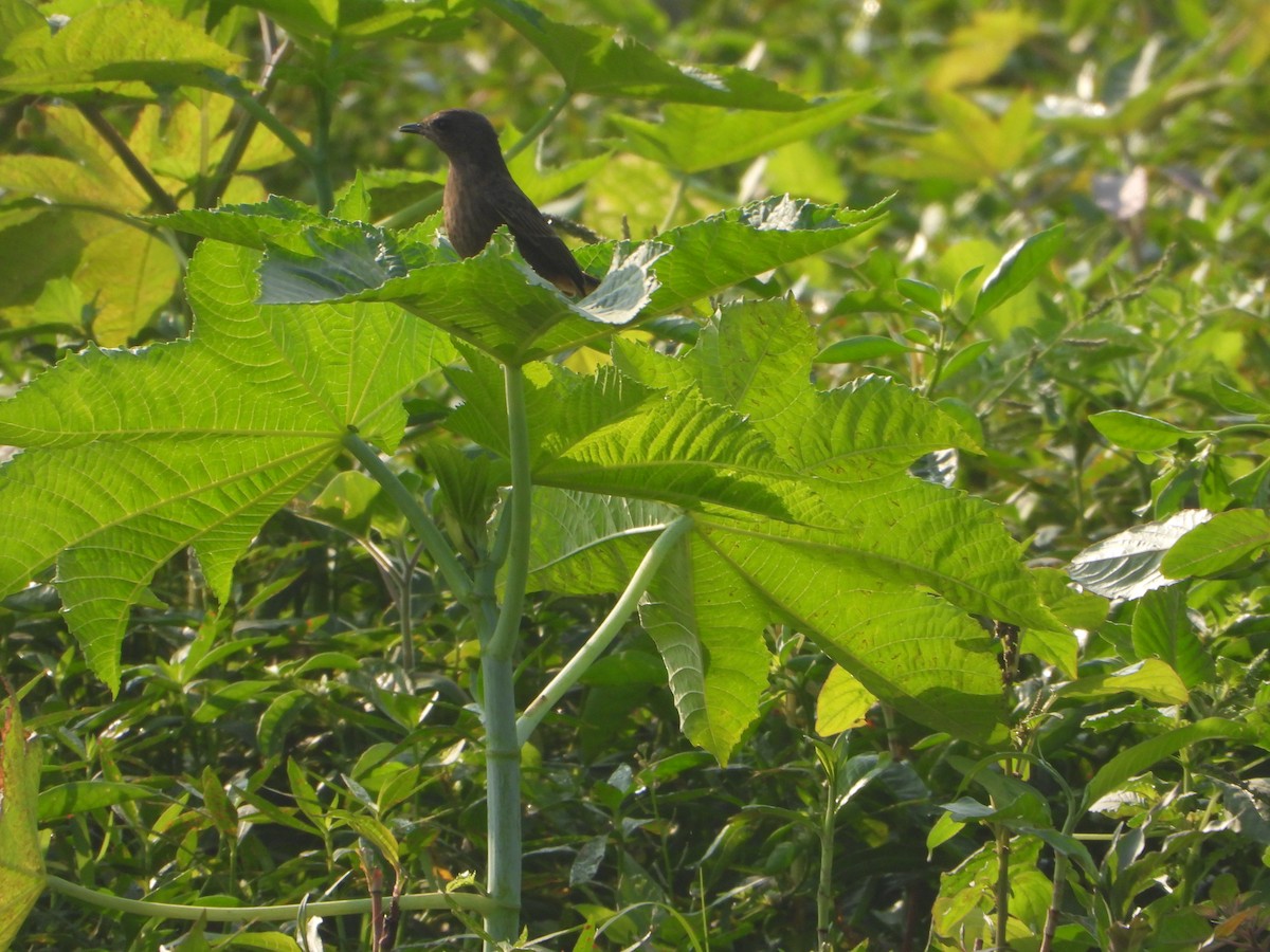 Трав'янка чорна - ML645649351