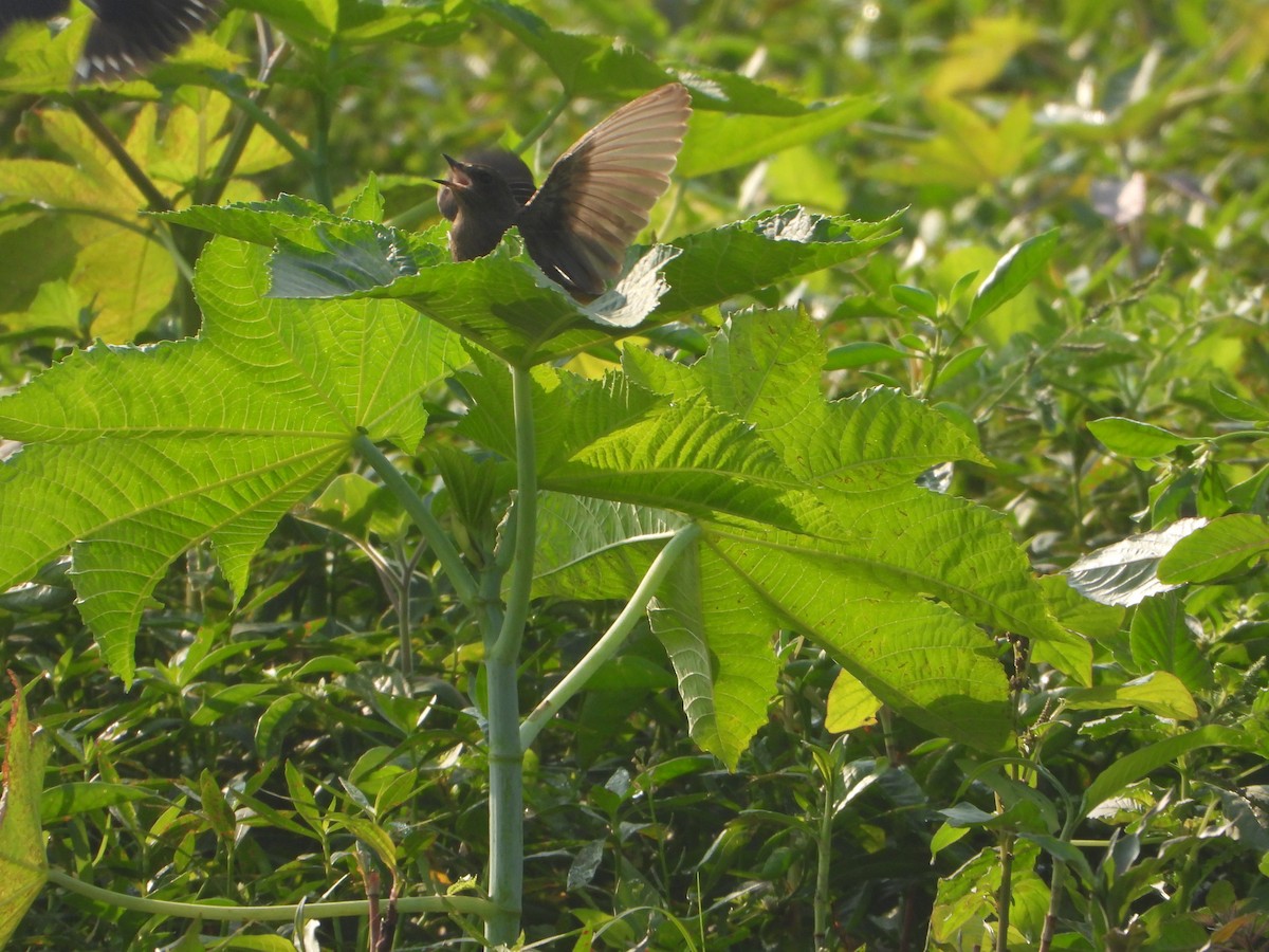 Трав'янка чорна - ML645649352