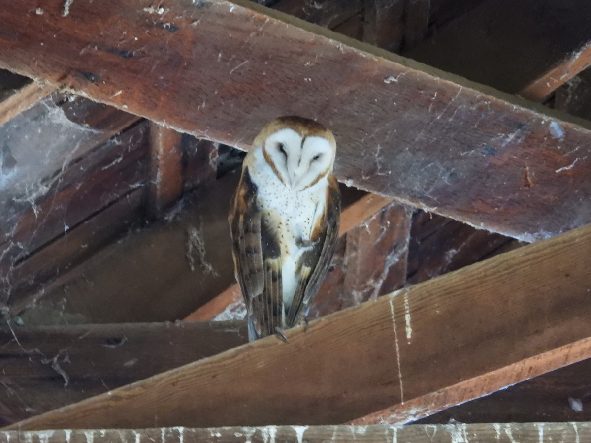 Сипуха американська - ML645649354