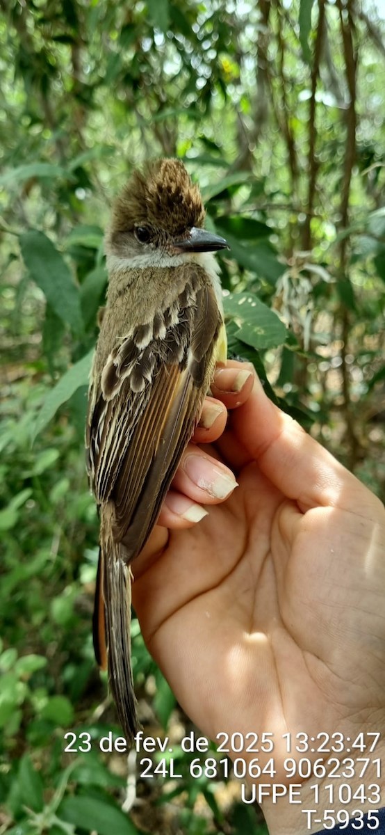 Копетон блідий - ML645649355