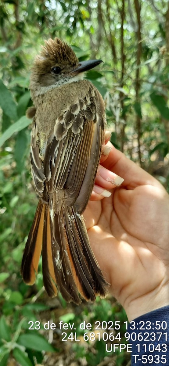 Копетон блідий - ML645649356