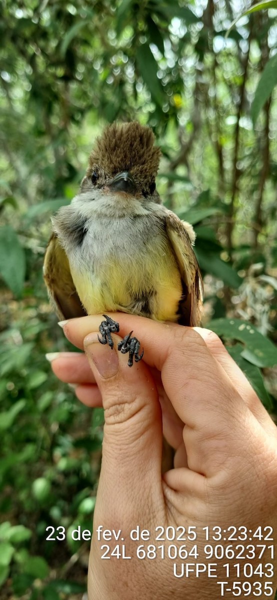 Копетон блідий - ML645649357