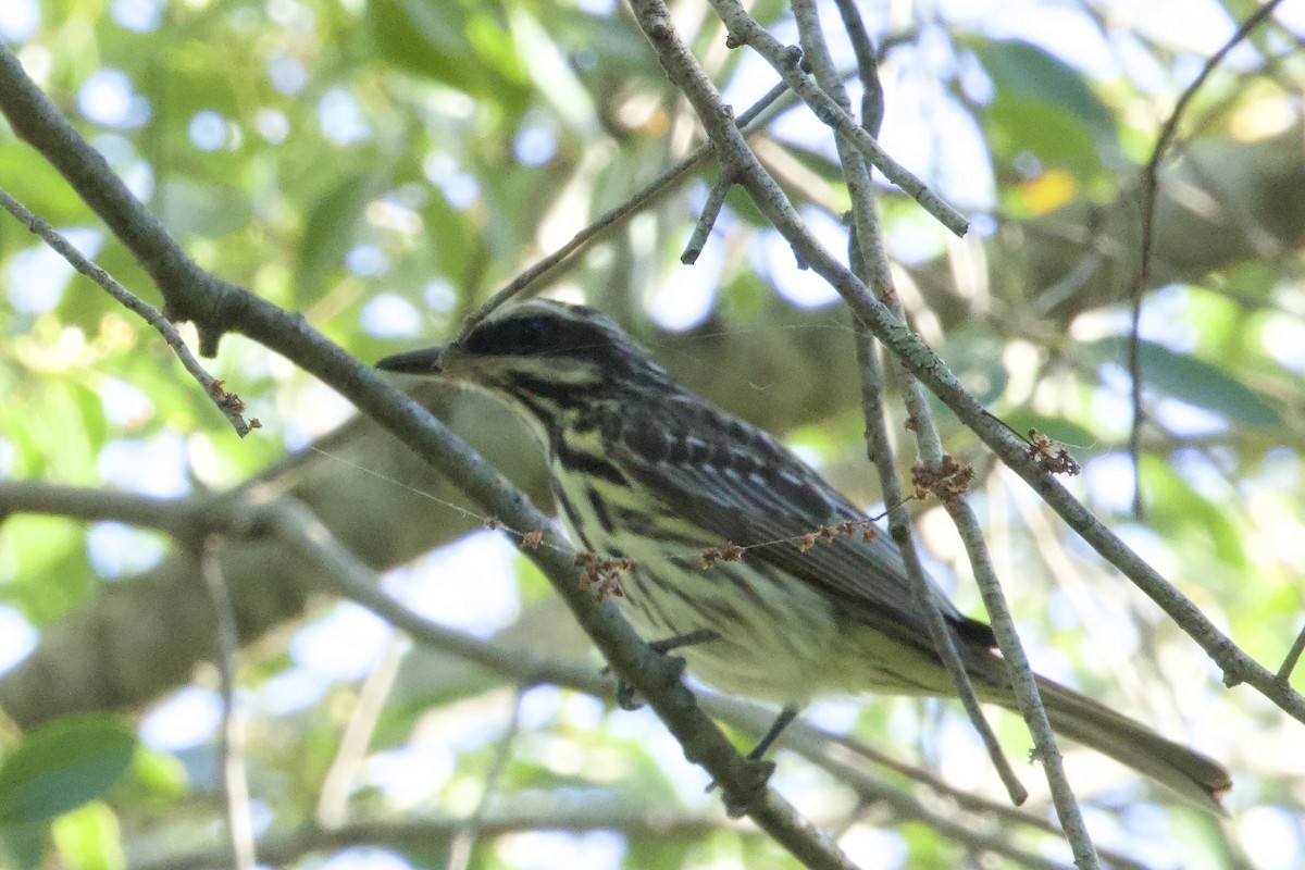 Тиран смугастий - ML645649358