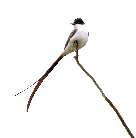 Тиран вилохвостий - ML645649362