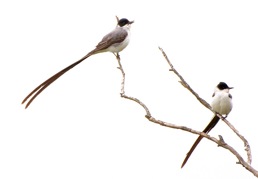 Тиран вилохвостий - ML645649363