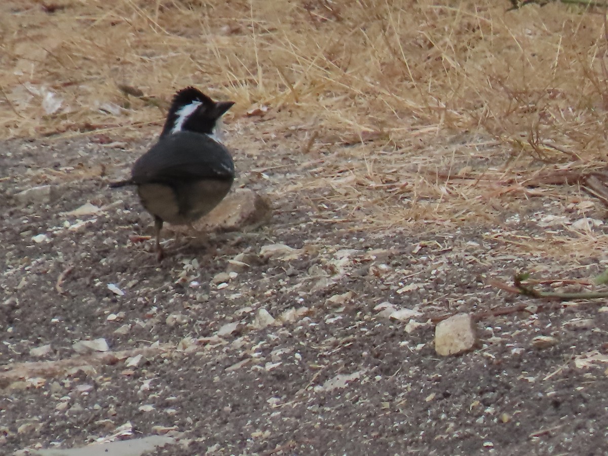 Тихоголос чорнобровий - ML645649364