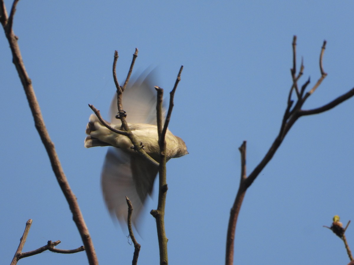 Квіткоїд товстодзьобий - ML645649368