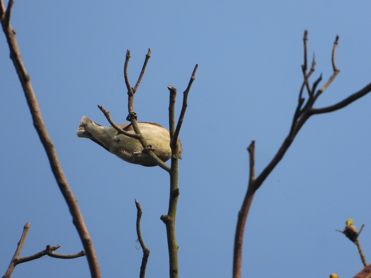 Квіткоїд товстодзьобий - ML645649369