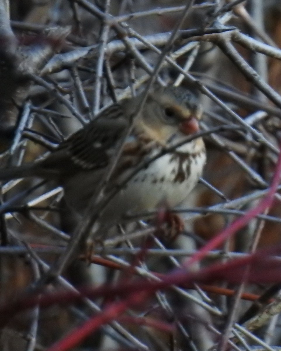 Harris's Sparrow - ML645649370
