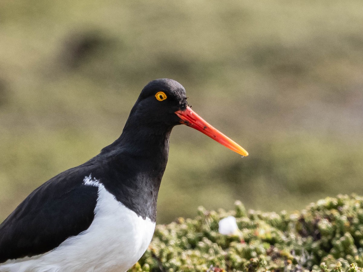 Кулик-сорока магеланський - ML645649371