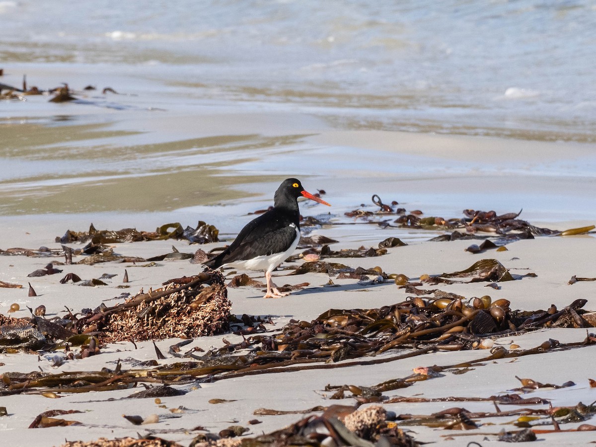 Кулик-сорока магеланський - ML645649372