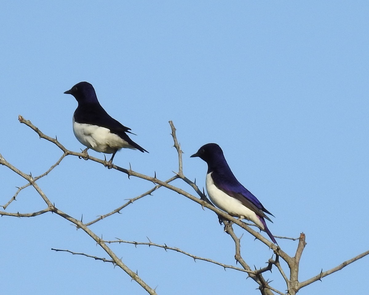 Шпак-куцохвіст аметистовий - ML645649373