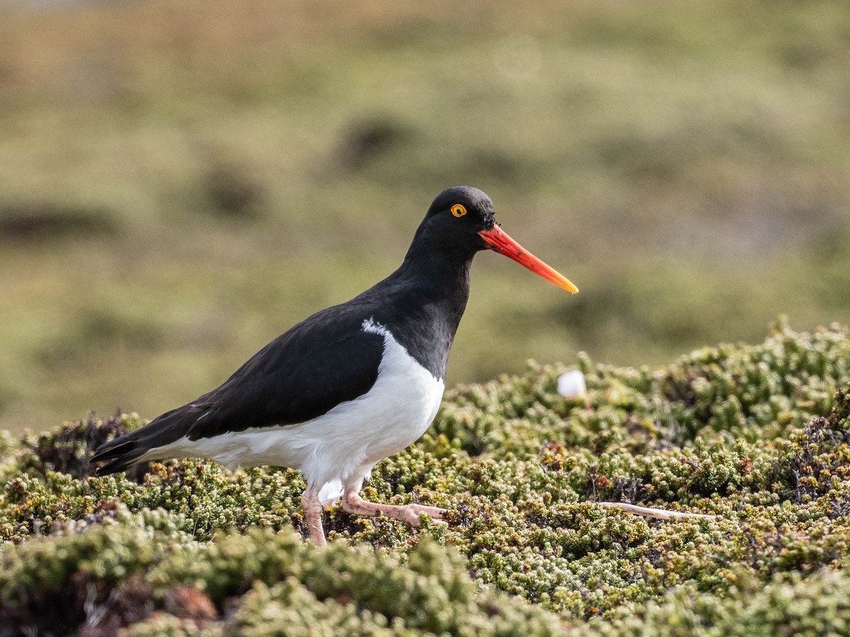 Кулик-сорока магеланський - ML645649374