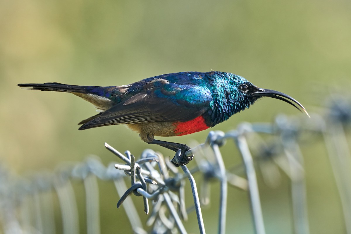 Greater Double-collared Sunbird - ML645649375