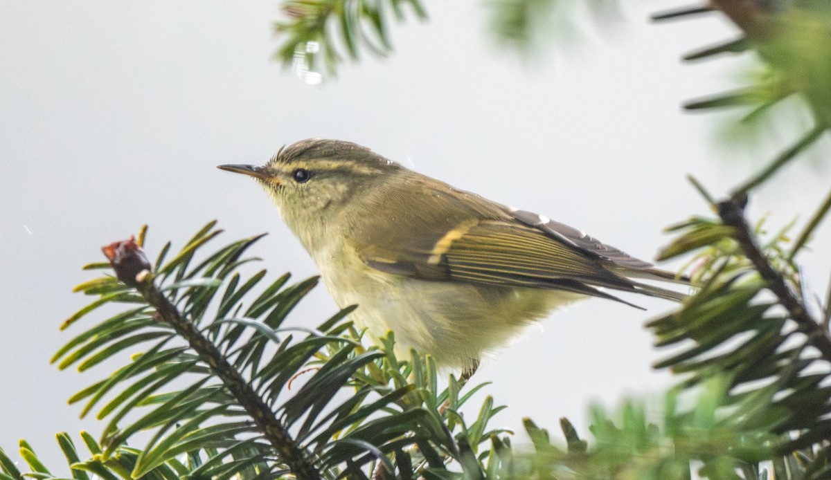 Вівчарик золотосмугий - ML645649376