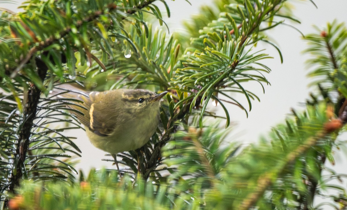 Вівчарик золотосмугий - ML645649377