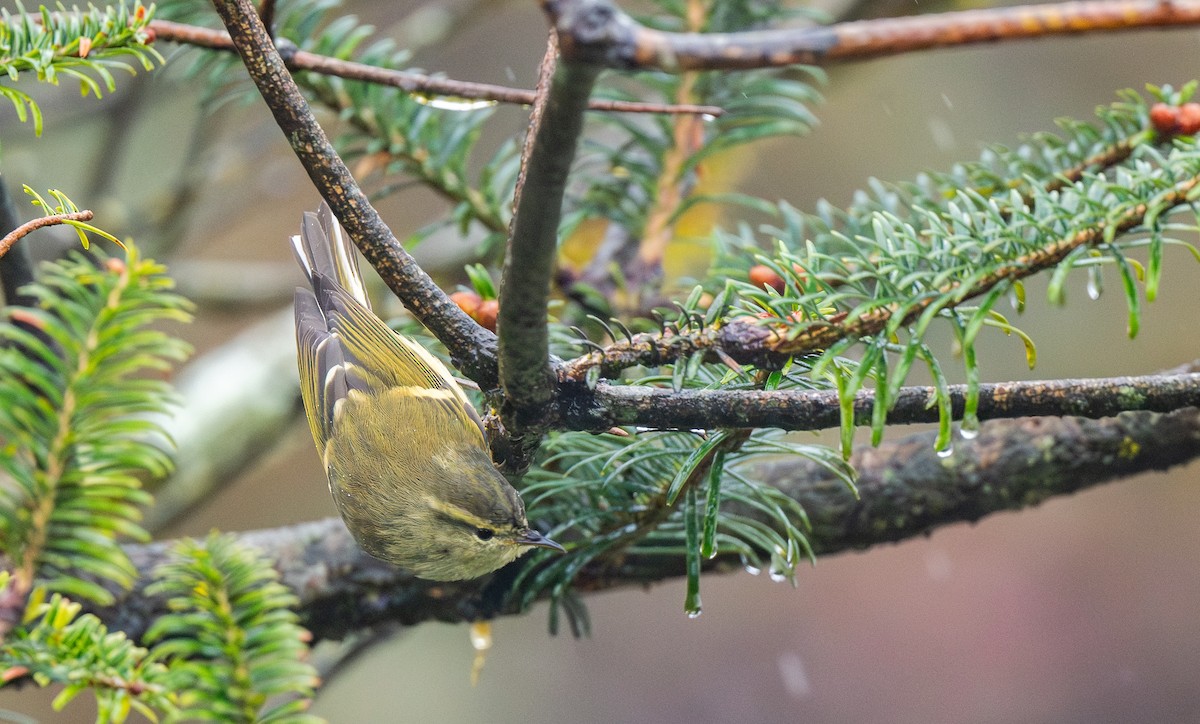 Вівчарик золотосмугий - ML645649378