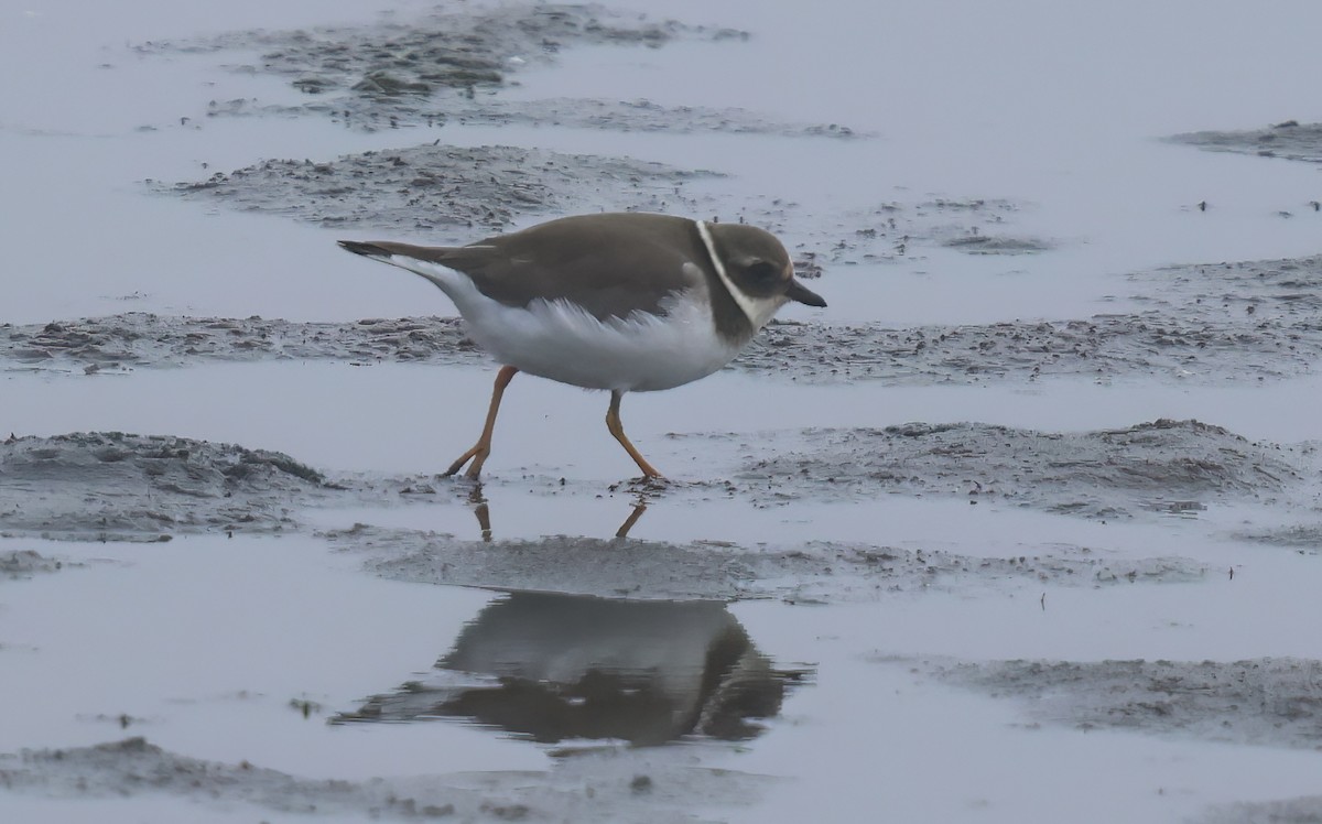 Пісочник великий - ML645649380