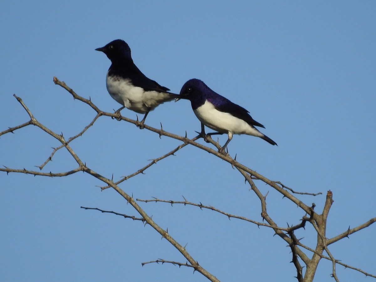 Шпак-куцохвіст аметистовий - ML645649381