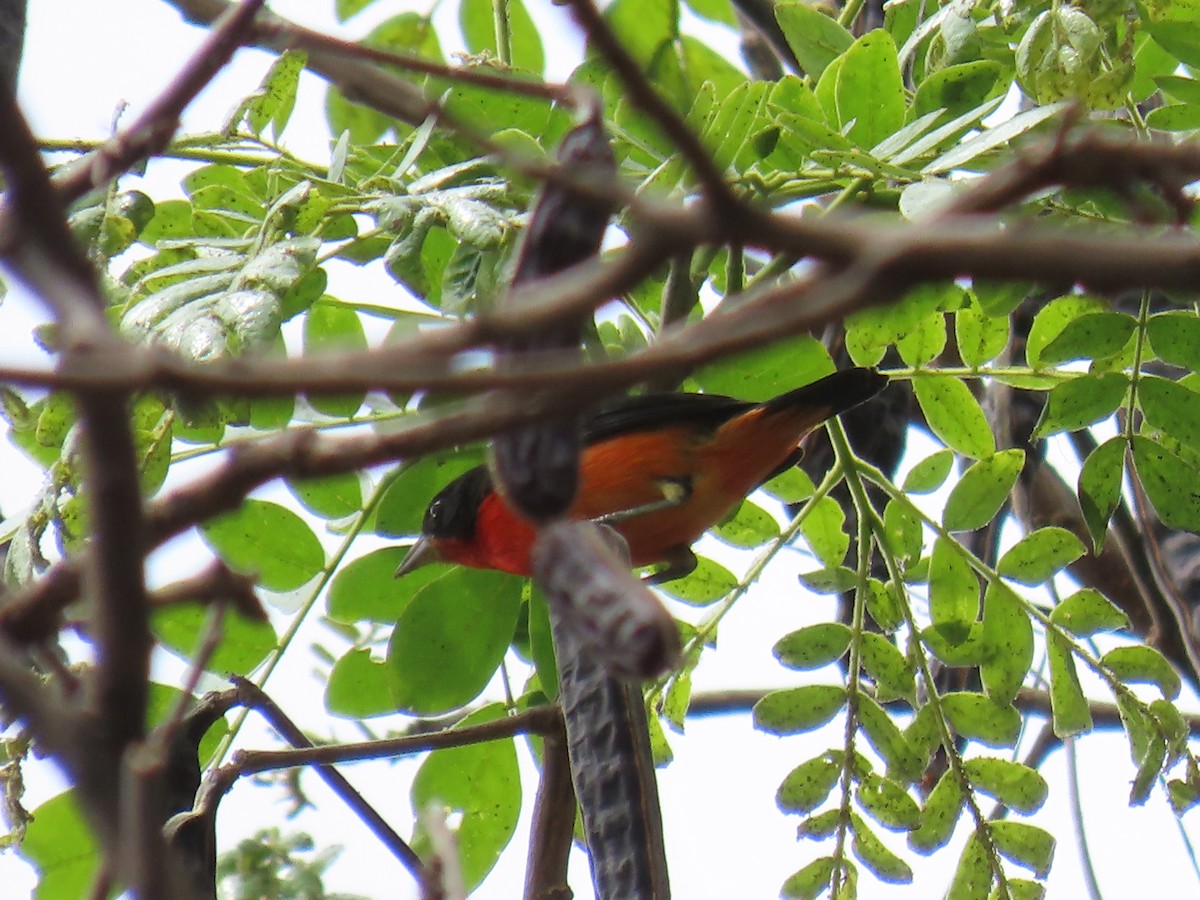 Кармінка - ML645649382