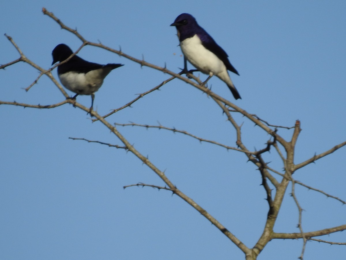 Шпак-куцохвіст аметистовий - ML645649383