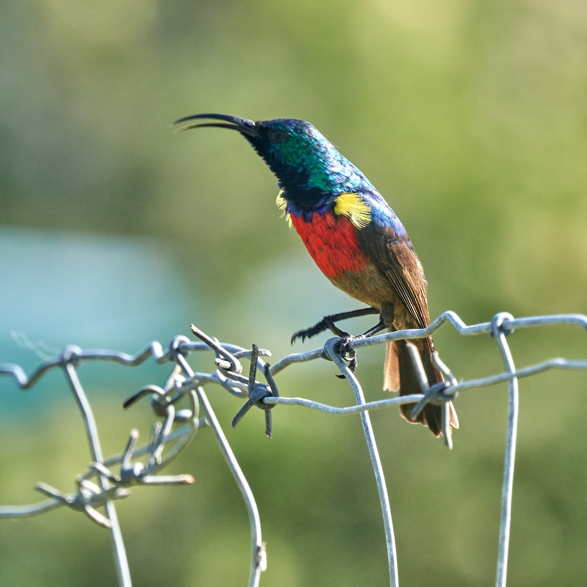 Greater Double-collared Sunbird - ML645649384
