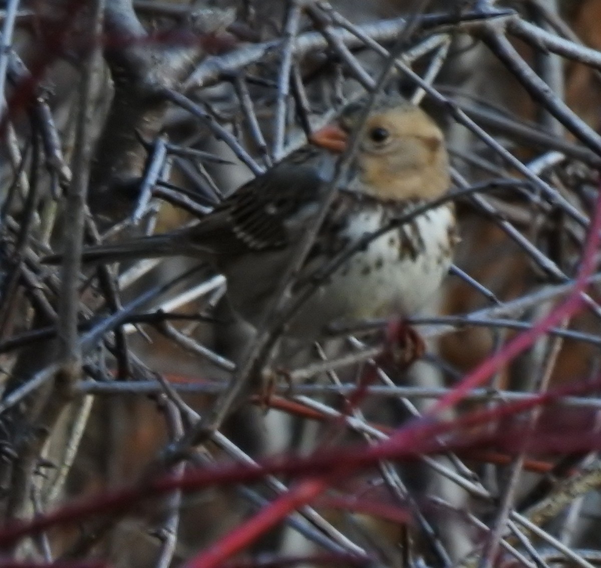 Harris's Sparrow - ML645649386