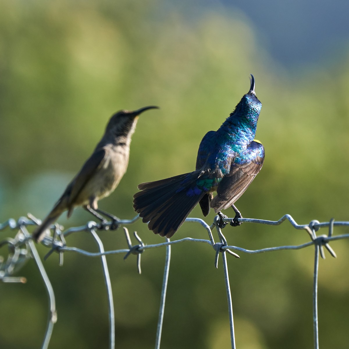 Greater Double-collared Sunbird - ML645649389