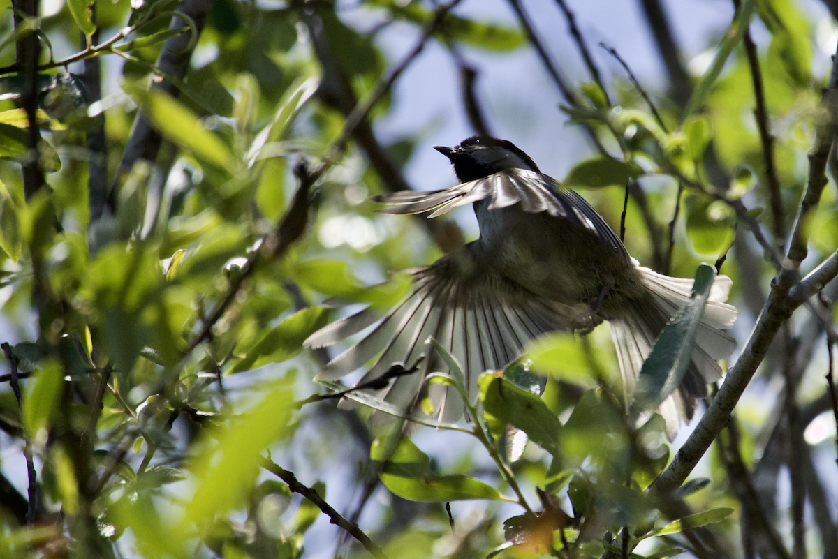 sýkora hnědohřbetá - ML645649397