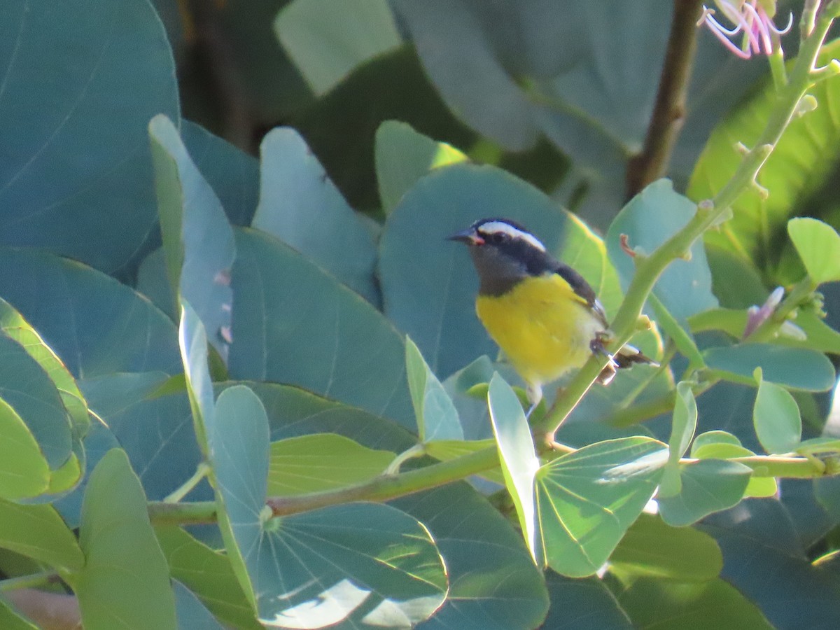 Sucrier à ventre jaune - ML645649400