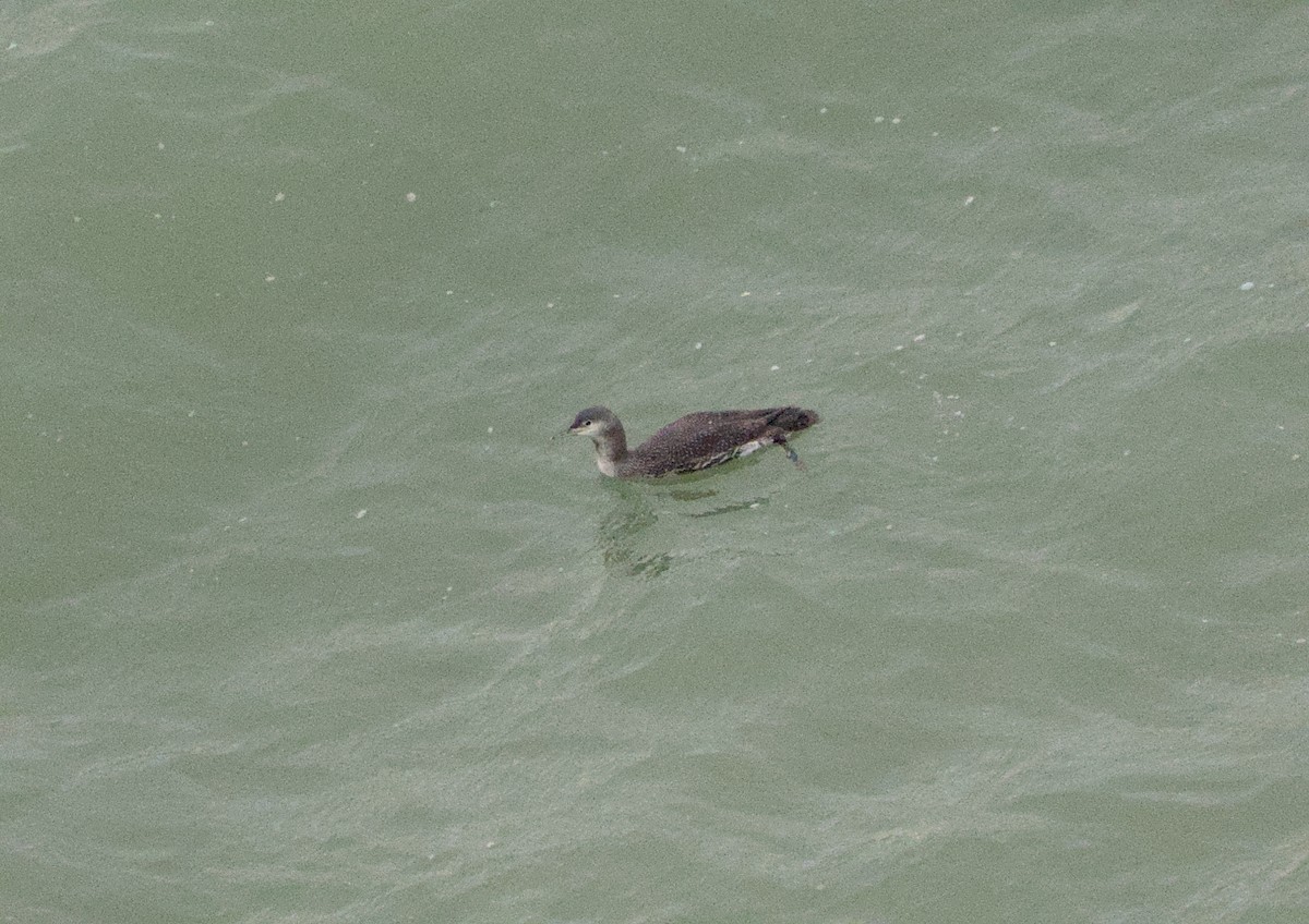 Red-throated Loon - ML645649413