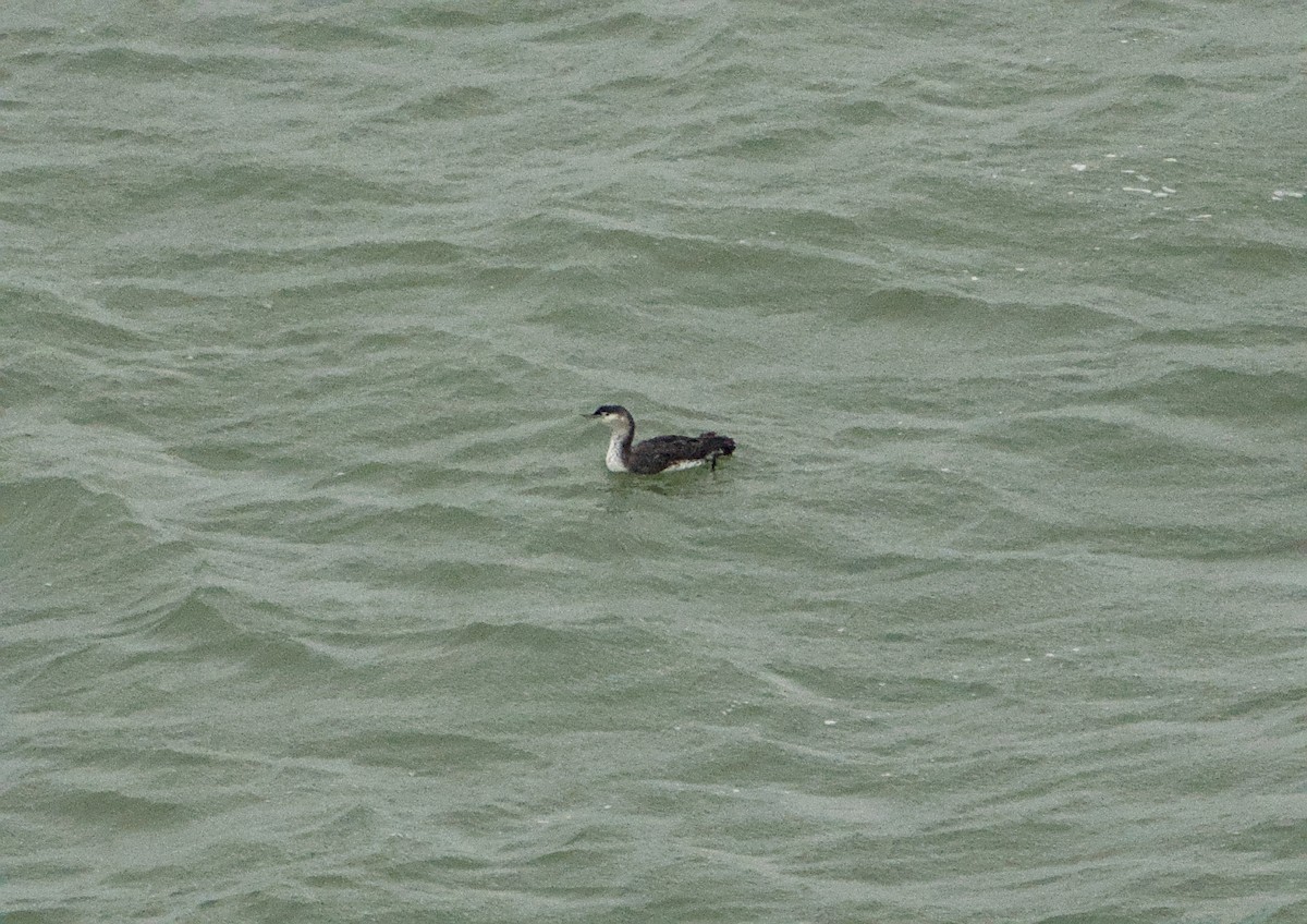 Red-throated Loon - ML645649414