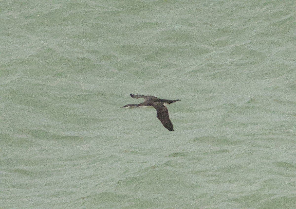 Red-throated Loon - ML645649415