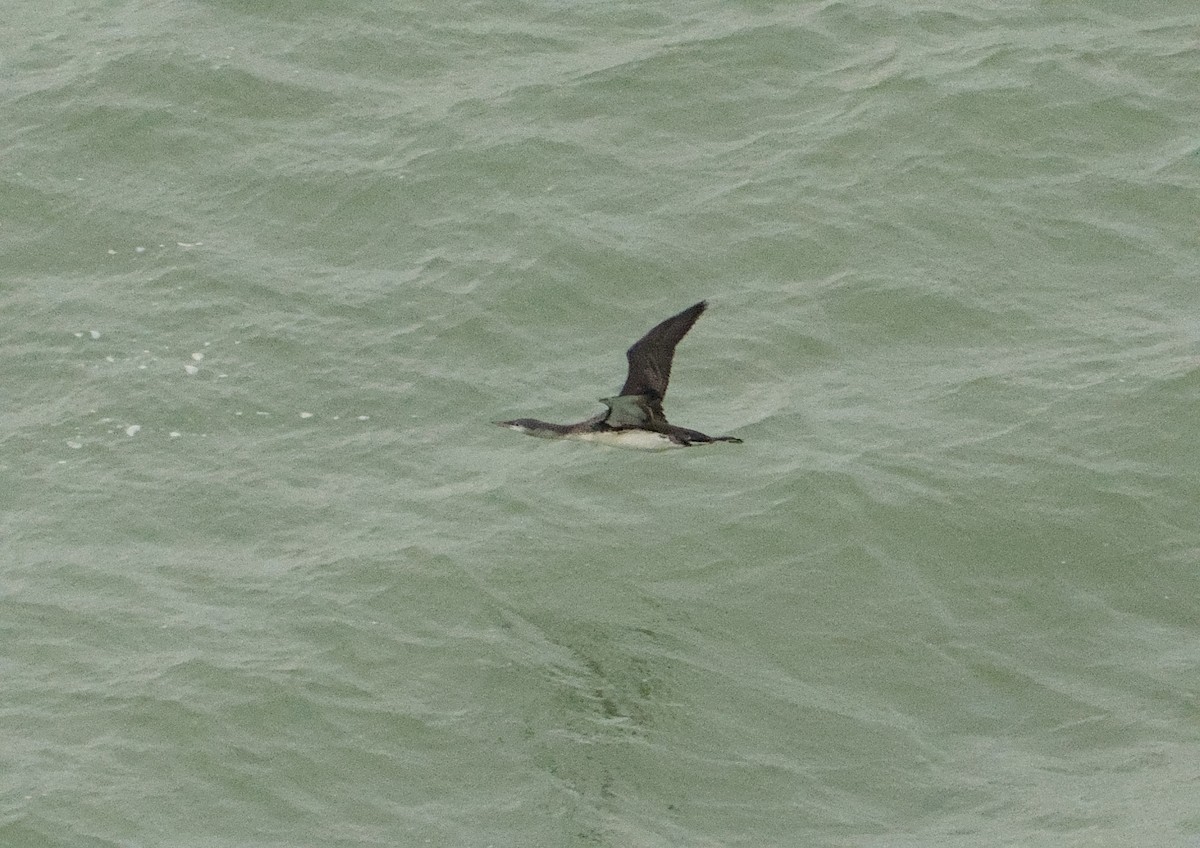 Red-throated Loon - ML645649416