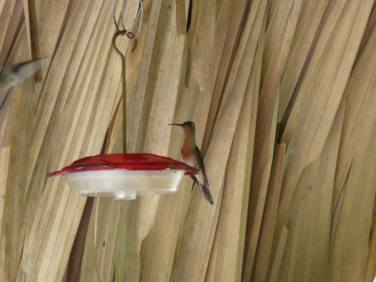 Wedge-tailed Sabrewing - ML645649418