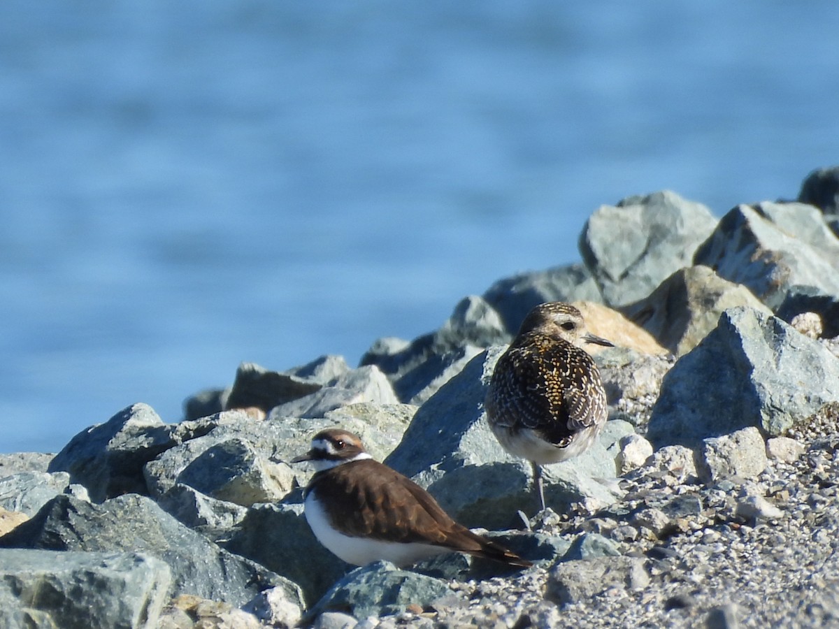 Pacific Golden-Plover - ML645649435