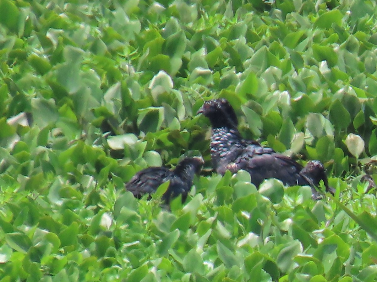 kamiš růžkatý - ML645649436